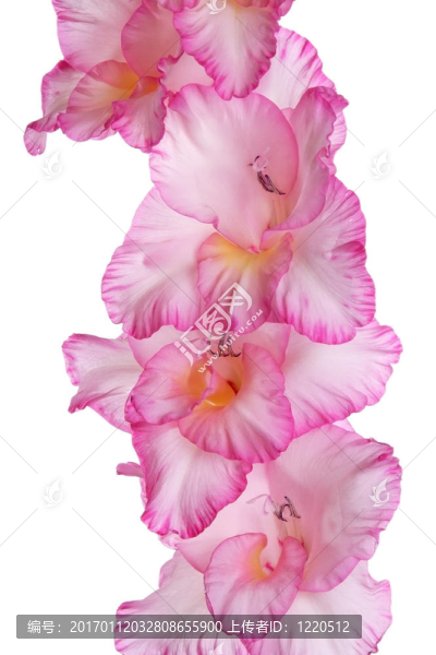 唐菖蒲
