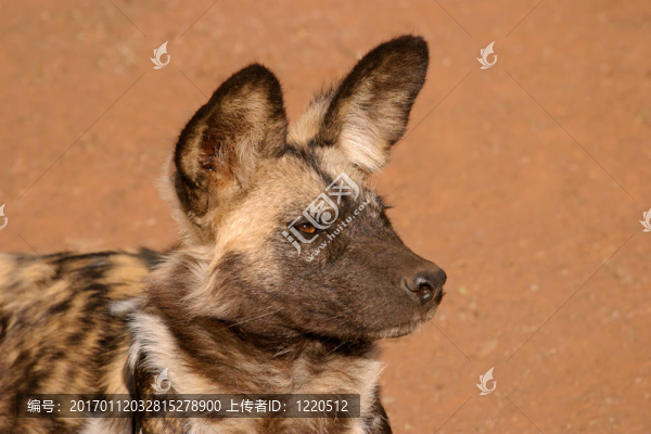 非洲野犬