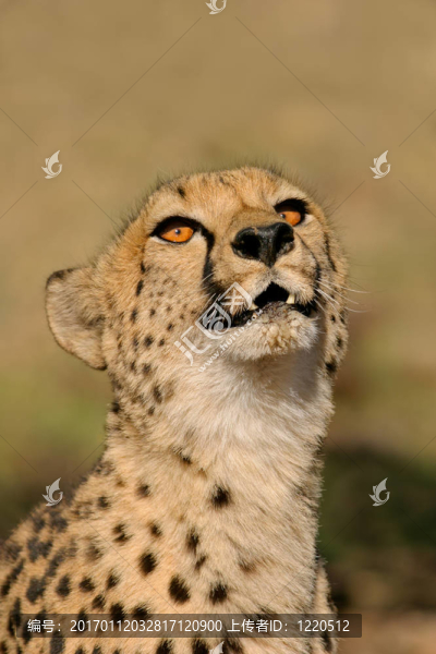 獵豹（獵豹）