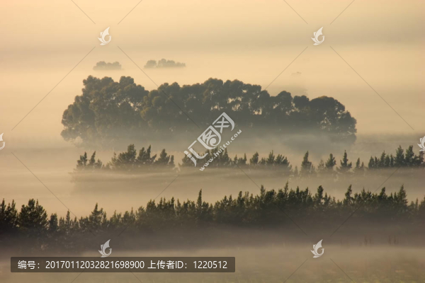 樹木在薄霧中