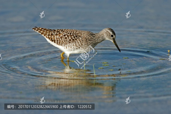 覓食吃