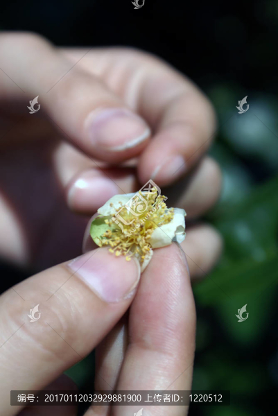 茶樹(shù)花