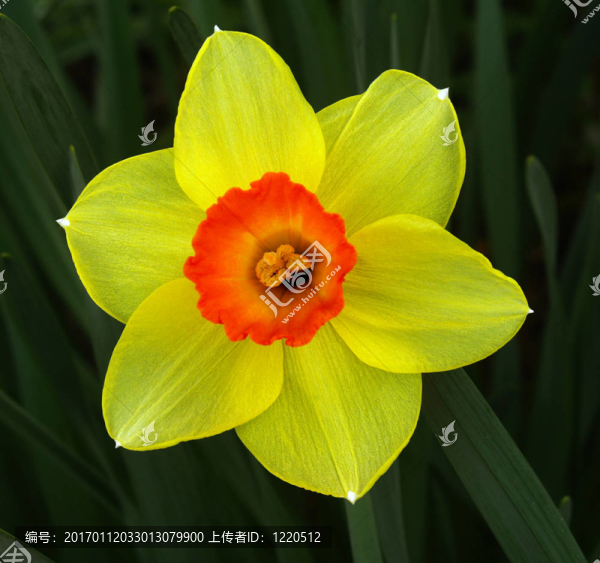 半透明的水仙花