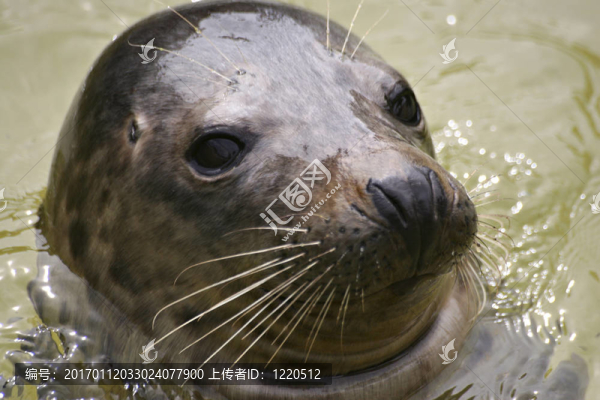 密封