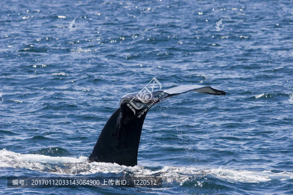 座頭鯨-匯圖網(wǎng) www.fosd68.com 座頭鯨