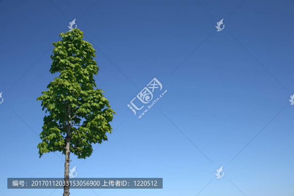 綠色的樹和藍(lán)色的天空