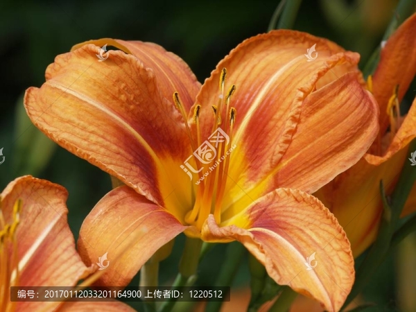 黃花菜