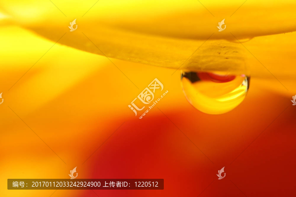 向日葵的淚滴