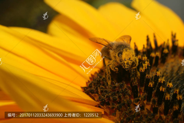 向日葵上的蜜蜂