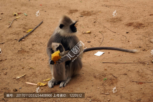 猴子和嬰兒