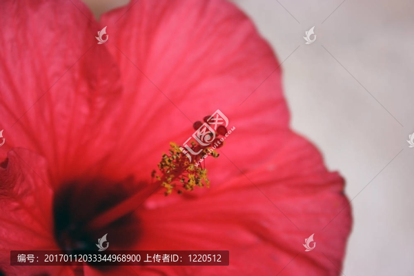 芙蓉宏