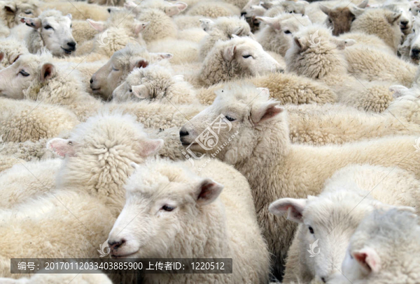 White,Sheep暴徒