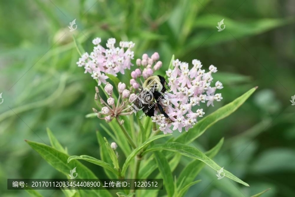 大黃蜂