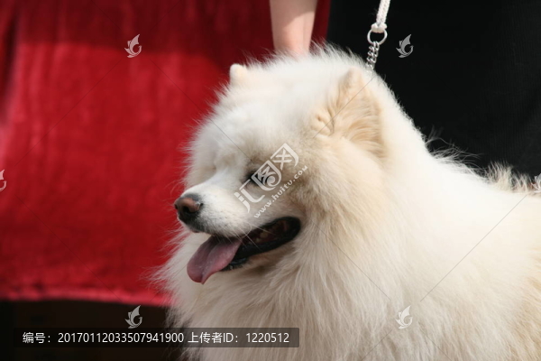 Spitz