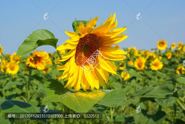 向日葵