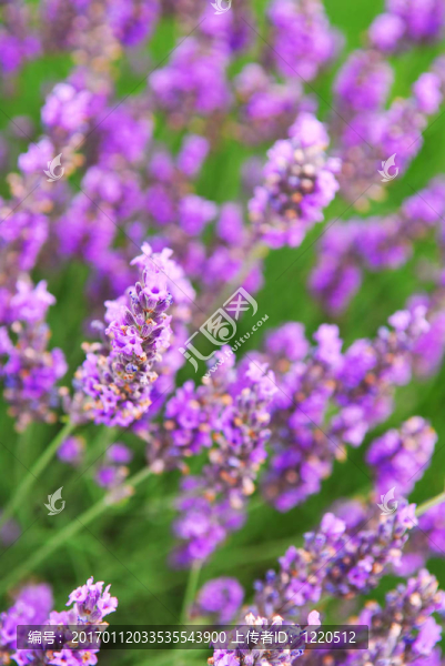 薰衣草