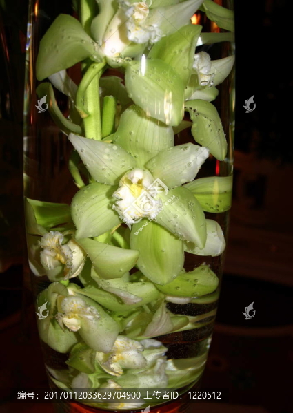 水下的蘭花-匯圖網(wǎng) www.fosd68.com 水下的蘭花