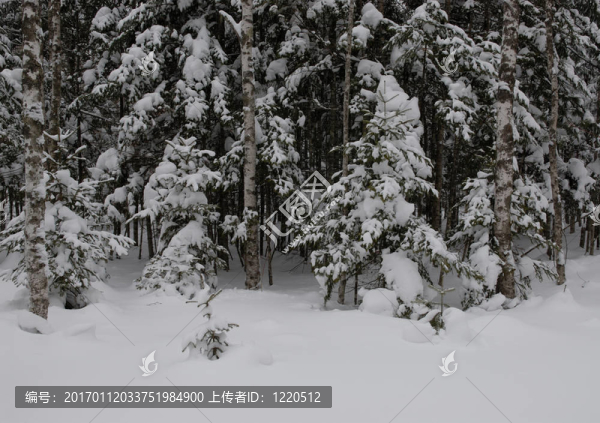 木材（原木）針葉林（以；