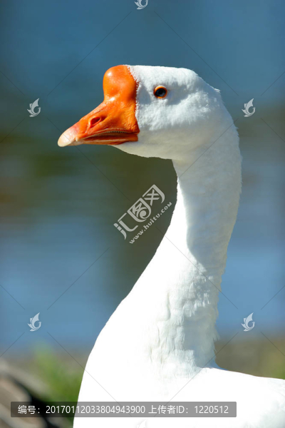 疣鼻天鵝-匯圖網(wǎng) www.fosd68.com 疣鼻天鵝