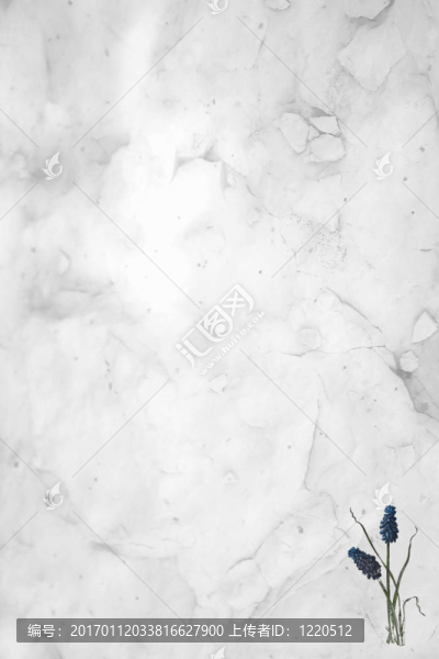 風(fēng)信子