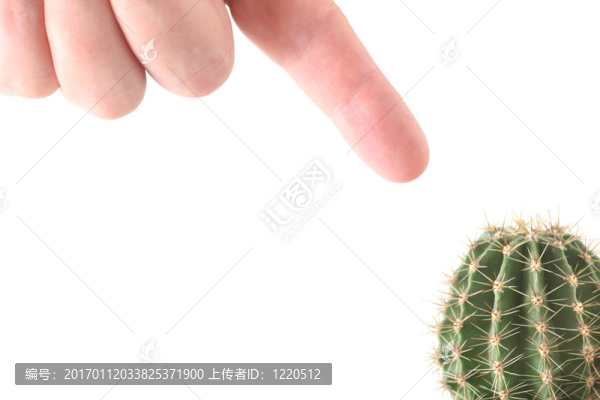手和仙人掌上分離的白色