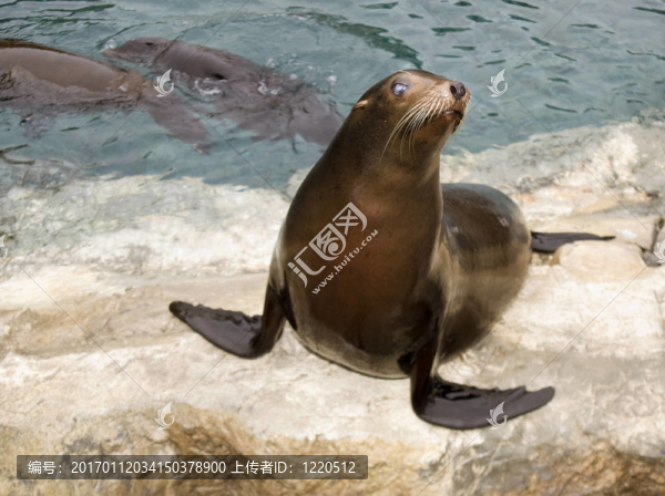 小海獅