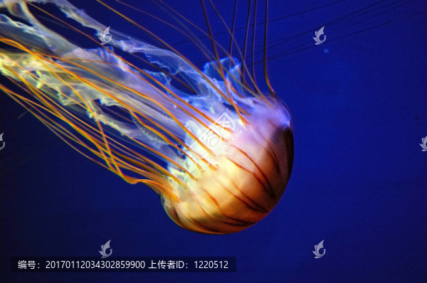 水母