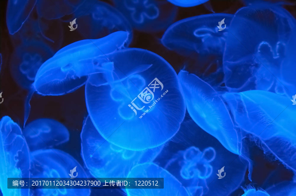 水母