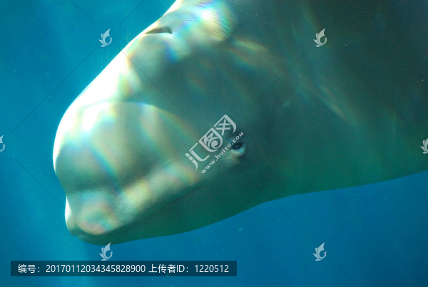白鯨2