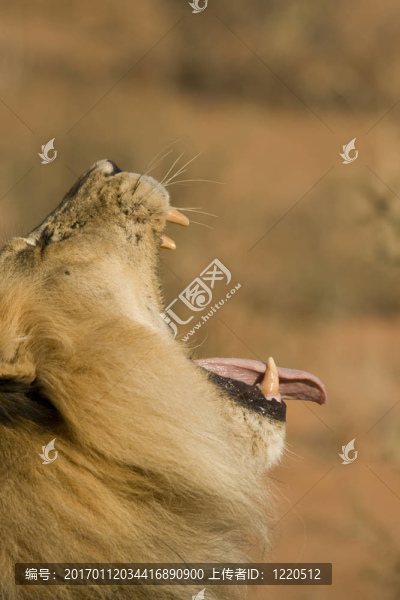 獅子打哈欠