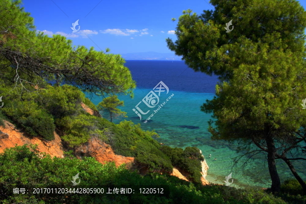 樹和海