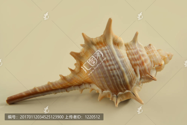 用米色背景的貝殼