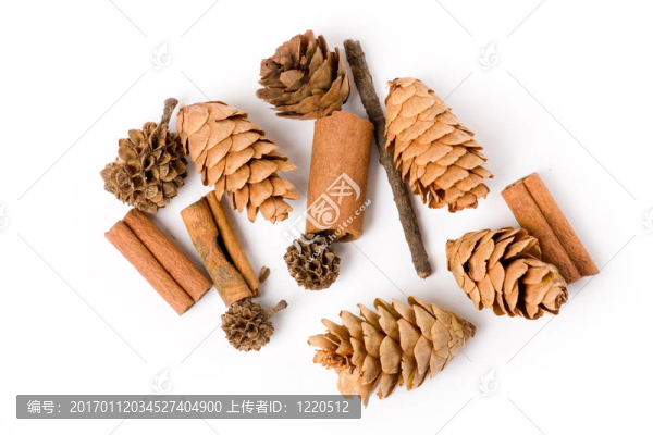 松樹的球果