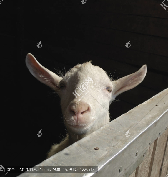 山羊-匯圖網(wǎng) www.fosd68.com 山羊