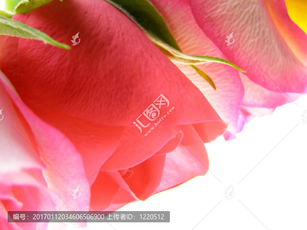 月季花