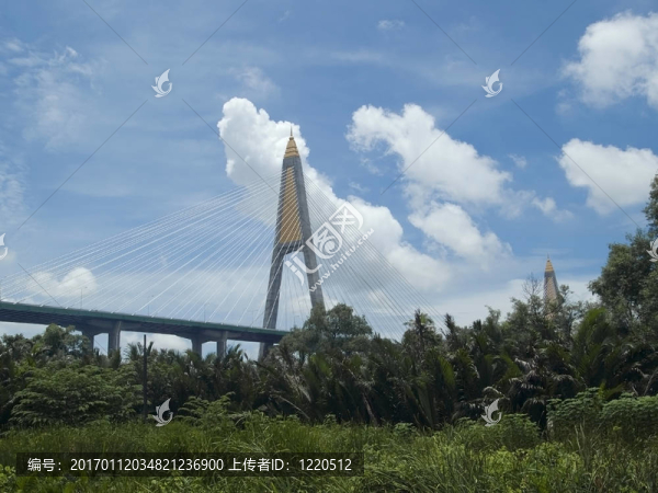 穿越熱帶森林的高速公路橋