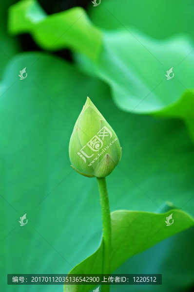 蓮花花蕾