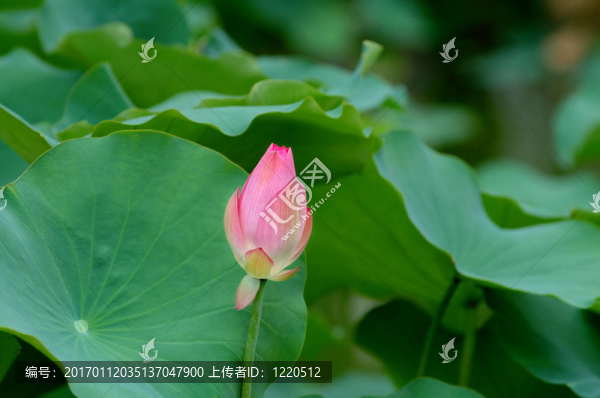 蓮花和巨大的離開墊