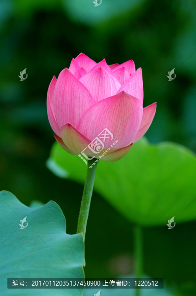 蓮花