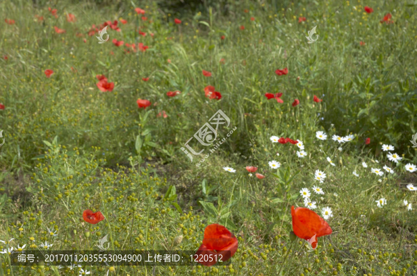 罌粟花田