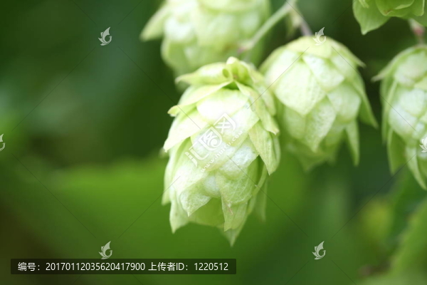 啤酒花