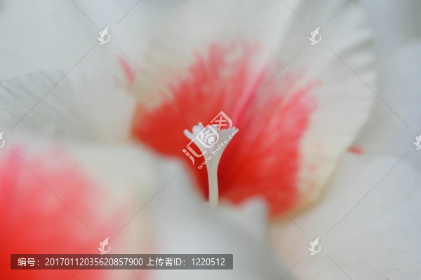 劍蘭