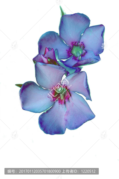 花摘要