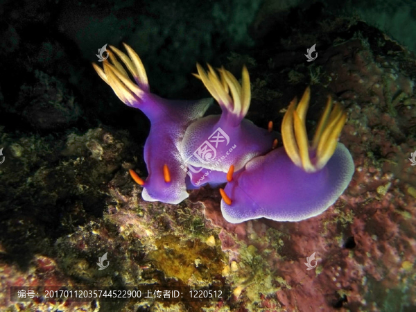 apolegma,Hypselodoris