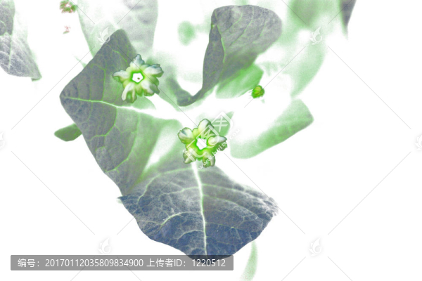 花摘要