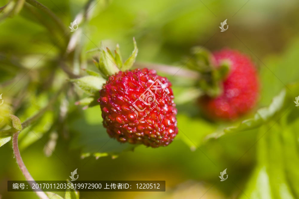 在陽光燦爛的日子里的野生草莓