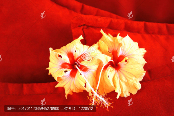 FL；業(yè)主