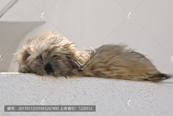 可愛(ài)的小狗