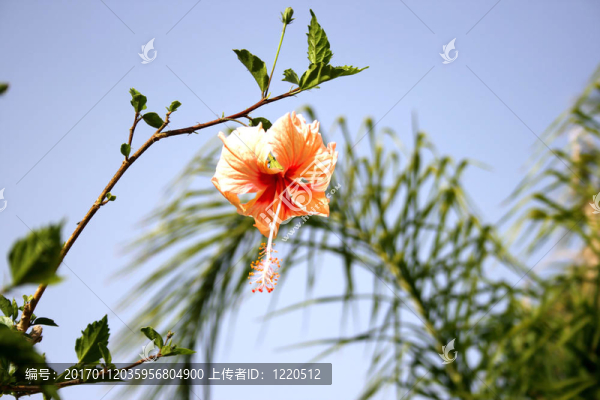 花