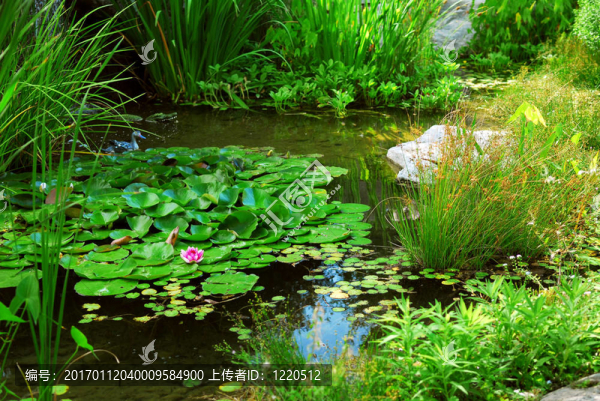 池塘景觀
